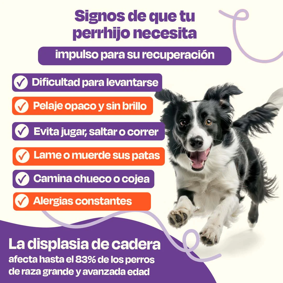 Kit de Recuperación para Perros - Recovery Kit - Image 10
